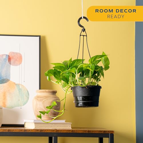 Image of Costa Farms Golden Pothos Live Plant in Hanging Grower Pot, Easy-Care, Air Purifying Indoor Houseplant, Home, Room, or Office Decor, Great House Warming or Birthday Gift, 8-10 Inches Tall