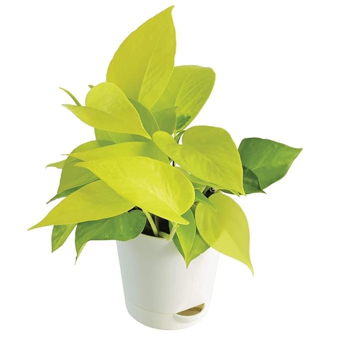 Greenursery Live Money Indoor Plant For Home and Garden with Pot (Pack of 1) (Golden Money Plant) (B0CRH5PJVY) Amazon Price History, Amazon Price Tracker