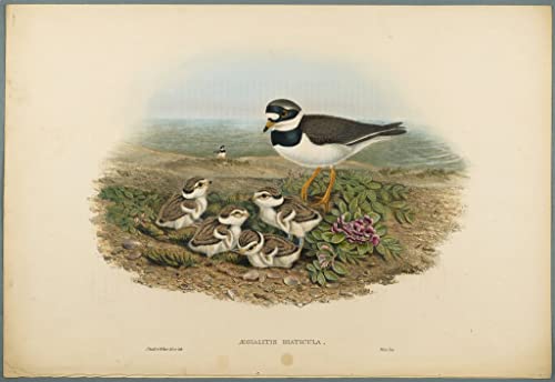 Toile Aegialitis Hiaticula John Gould pour décoration de salon moderne