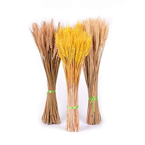 100 unidades de flores secas naturales de trigo para decoración miniatura 4