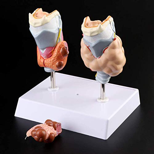 Modèle d'anatomie humaine de la thyroïde pour simplifier les cours médicaux complexes - 8
