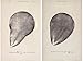 Margaret Watts Hughes: Sound May Be Seen