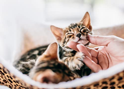 mein herz Hanf Globuli - aus Liebe zu ihrer Katze - Natürliche Hilfe bei Unruhe, Angst, Schmerz, und Zellaufbau, bioenergetisch/radionisch mit Hanf informiert.