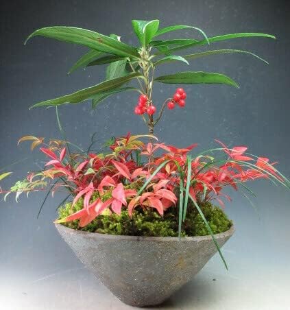 Amazon 実付き カラタチバナと南天の鉢植え 花 観葉植物 オンライン通販