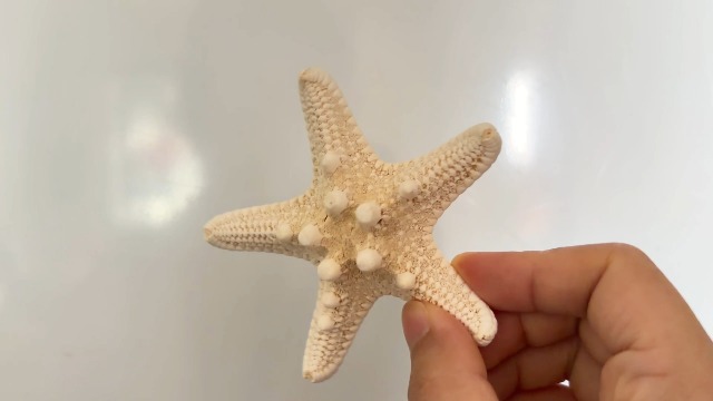 Imanes decorativos de conchas marinas 8 piezas miniatura 7