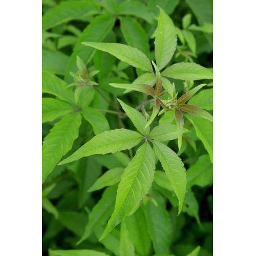 Vitex negundo five month plants (B07YG3XGZL) Amazon Price History, Amazon Price Tracker