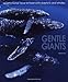 Gentle Giants: An Emotional Face to Face with Dolphins and Whales