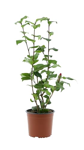 Camellia japonica P19 Rose 65-80 cm