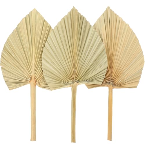 ARTSEWPLY 3 Hojas de Palma Secas Decorativas Abanico Natural de Hojas de Palma para Decoración de Pared y Arreglos Adorno para Bodas y Fiestas Suministros Artísticos para Eventos y