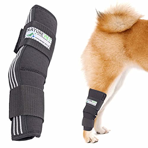 How to treat sores on dogs paws