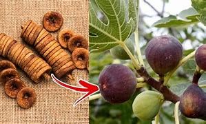 Greenursery Live Anjeer Turkey Fig Plant Common Ficus Tree Carica Edible Bearing Fruit Species Cultivar Mediterranean Turkish dwarf Rare Plastic Pot (B0D3BCR8BR) Amazon Price History, Amazon Price Tracker