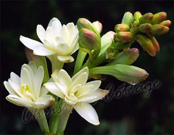 Blue Magic Design Fragrant Polianthes Tuberosa The Pearl Summer Gardening Bulb Corms Perennial White Flower Plant [3 Bulbs]