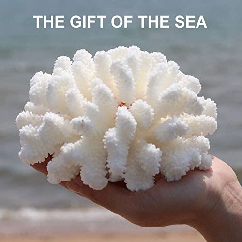 Pack de 2 Corales Blancos Decorativos de Resina miniatura 2