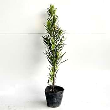 41yxbZhL55L._AC_UF350,