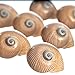 Hermit Crab Shells | Turbo Shells | 12 Natica Lineata Shells 3/4