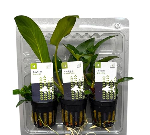 Anubias Topfpflanzen-Set – Bonsai, Hastifolia & Gracilis |Anubias Wasserpflanzen für Aquarium