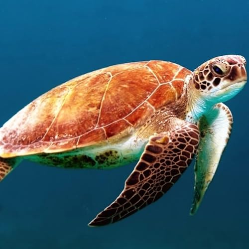 『Uncorking Sea Turtles in South Carolina (Episode 06)』のカバーアート