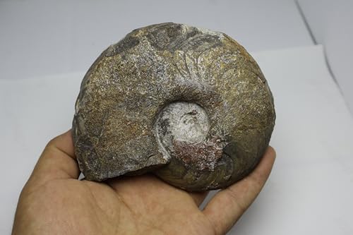 Image of Ammonite Fossil Cretaceous Fossils Fossils from Morocco Fossil Rock Ammonites Fossil A302