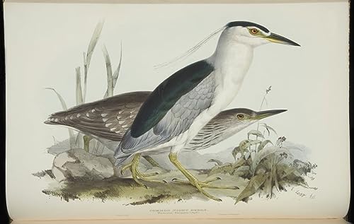 Poster héron de la nuit commun tableau sur toile Edward Lear