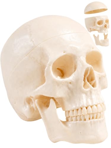 Image of Human Skull Model for Anatomy, Life-Size Anatomically Correct Skull with Magnetic Assembly, 3-Part Detachable Realistic Skull for Medical Students, Artists, Classroom Teaching Display