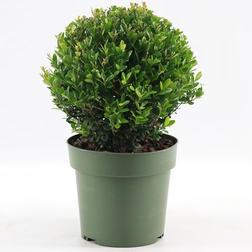 GardenersDream Ilex Boule Jenny – Plante de Haie Persistante, Robuste et Facile d’Entretien – Arbuste Toute l’Année pour Bordures et Topiaires
