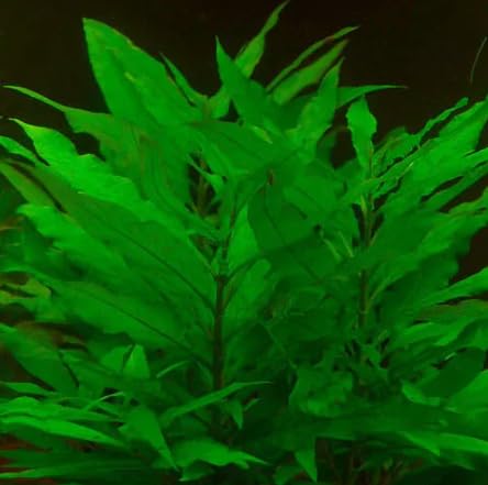 HYGROPHILA CORYMBOSA Tropical OXYGENATING Healthy Aquarium Plants Aquatic Shrimp (5)