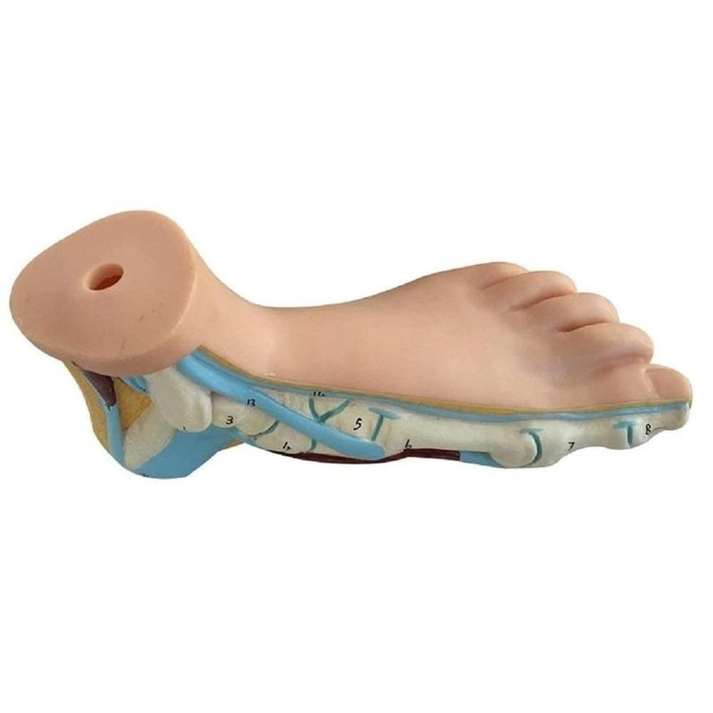 Lot de 3 pieds humains normaux arqués - Modèle anatomique coloré - En PVC