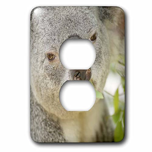 Queensland Koala Bear San Diego Zoo cache prise double multicolore - 2