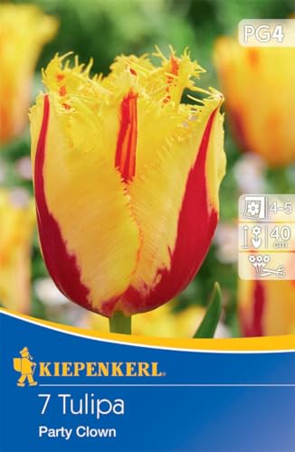 Kiepenkerl gefranste Tulpe Party Clown - Robuste Blumenzwiebeln, Ideal als Schnittblumen, Farbenfrohe Herbstblumenzwiebeln