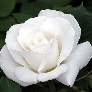 Margaret Merril® English Legend Rose Plant by Heirloom Roses - White Rose Bush for Planting