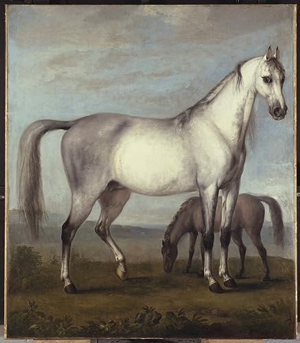 Poster jument grise et poulain Peter Tillemans 58x90cm sans cadre