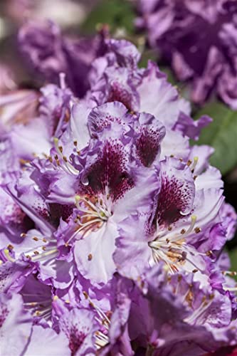 Rhododendron Hybride 'Pfauenauge' 30-40 cm – Winterhart, Immergrün, Mehrjährig – Rhododendron – Zierstrauch für Garten & Kübel