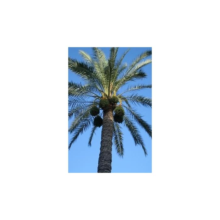 Buy 10 CANARY ISLAND DATE PALM Phoenix Reclinata Canariensis Tree Seeds