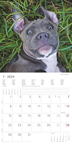 Funny Dogs 2024 - Broschürenkalender 30x30 cm (30x60 geöffnet) - Kalender mit Platz für Notizen - Hunde - Bildkalender - Wandkalender - Hundekalender