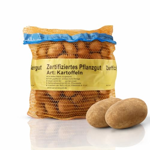 Pflanzkartoffeln Sorte: Linda, Inhalt: 2,5 kg (ca. 35 Stück), Premium Saatkartoffeln, Zertifiziertes Pflanzgut, das Original vom Fachmann
