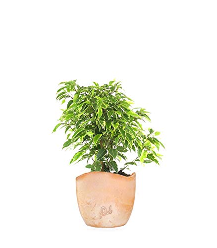 Ficus Benjamin pianta vera, ficus albero vero | con Vaso artigianale FLOB Ø 12| Altezza 30-35 cm | piante da interno| Flob flower Terracotta onda