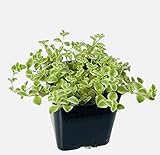 FOLIAGEMS Live Succulent Plants from USKC (2'Pot Sedum Little Missy)