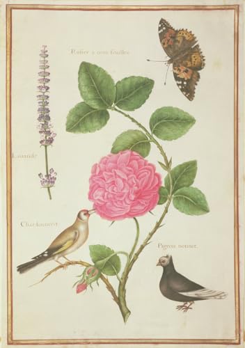 Toile Nicolas Robert Centifolia Rose - Impression d'Art Nature Haute Qualité 60x90cm