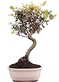 Bonsai-Shopping