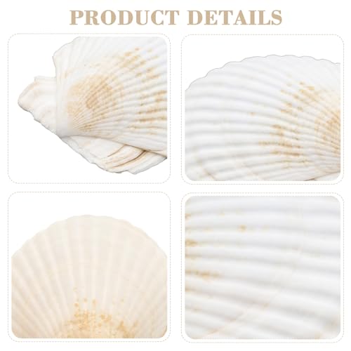 Large Scallop Shells 4''-5'' White 10Pcs