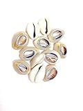 Sea Shell Cutted Hair Beads Cowrie Rasta Dreadlock Braid Decoration Beads Braiding[12pcs]