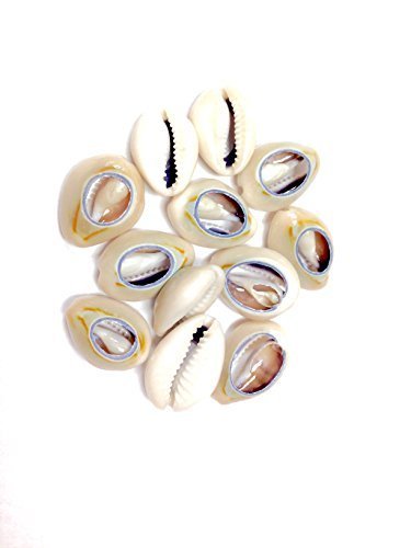Sea Shell Cutted Hair Beads Cowrie Rasta Dreadlock Braid Decoration Beads Braiding[12pcs] by Unknown