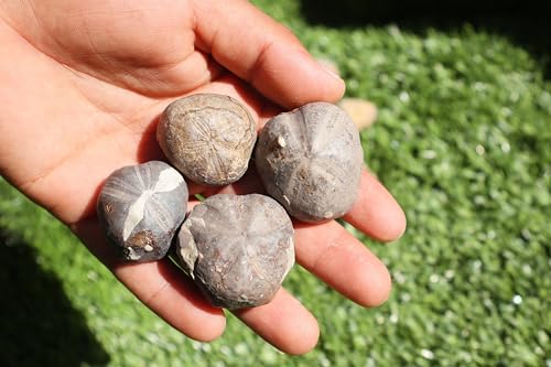 Image of Amazing Marine Fossil Collection: 4 Fossilized Sea Urchins and 6 Authentic Brachiopods, Perfect for Collectors and Natural Decor A175