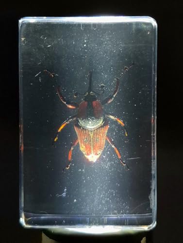 Image of 44mm Real Bamboo Weevil Long Horned Beetle in Crystal Clear Lucite Resin Specimen Preserved Insect Bugs Taxidermy Collection for Biology Science Education & Desk Ornament Display Supplies