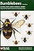 Produktbild Bumblebees (Naturalists' Handbooks, 6, Band 6)