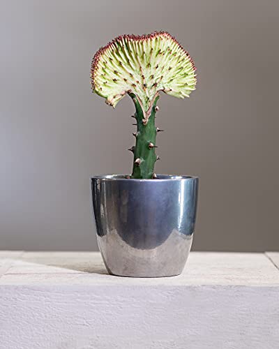 Euphorbia Lactea Cristata