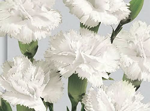 Graines Fraîches - Garofano - Chabaud Blanc - 15 Semi:Graines