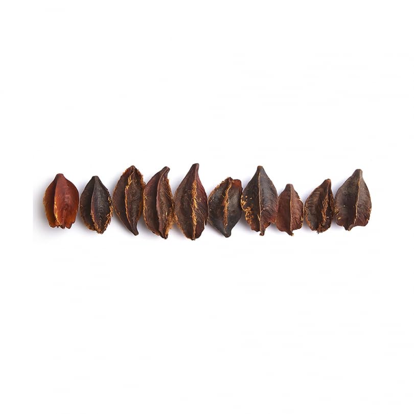 Swell Dried Kumbuk Tree Pods 8 Pack | Aquarium and Reptile Decoration