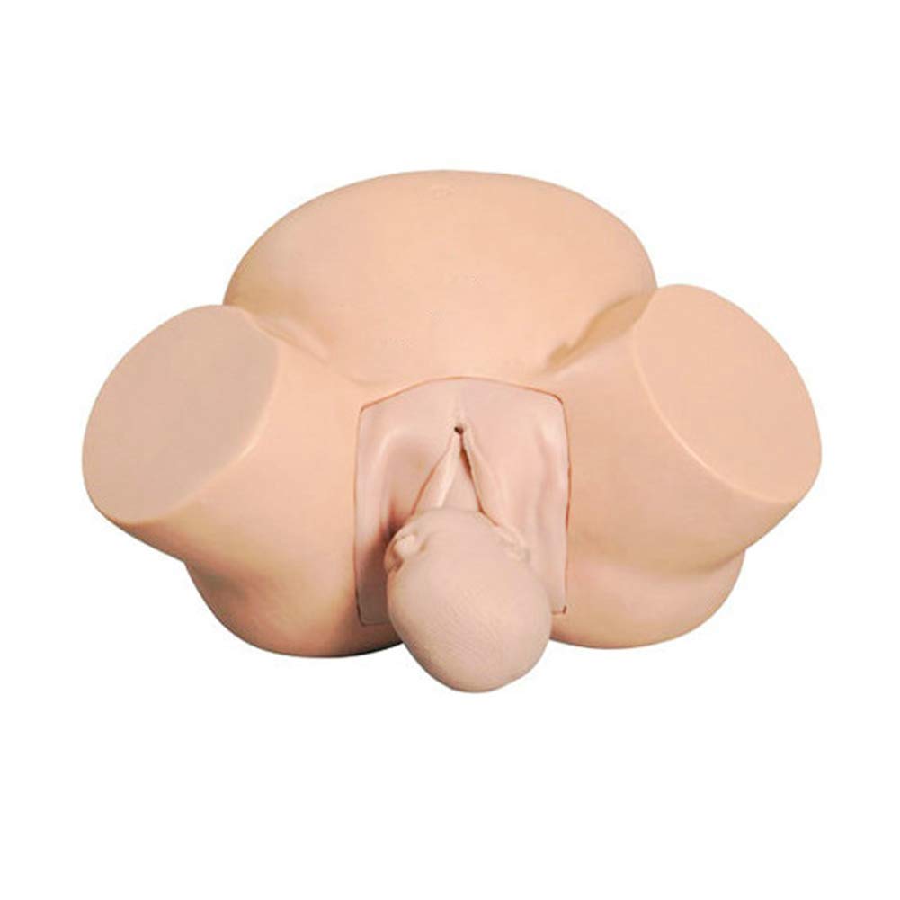 Sjdopulse Women's Childbirth Model Training Simulator, Senior Midwife Training Model, Normal Fetal Position Abnormal Demonstration, Medical Training Teaching Model.