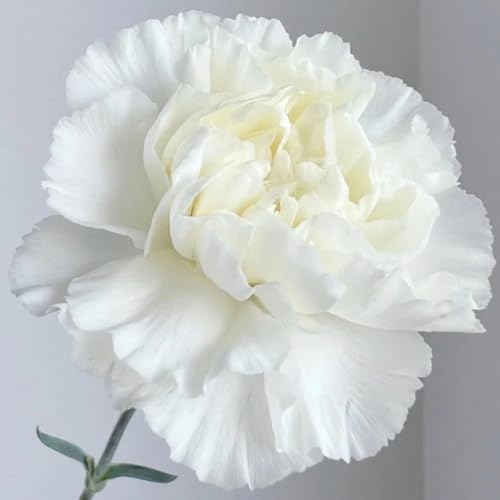 semi di garofano da balcone, serre da balcone di garofano selvatico resistenti, vecchie varietà decorazione del soggiorno esotiche autunnale del rare 500pcs